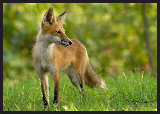 Young Red Fox,  (Vulpes vulpes)